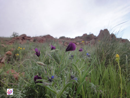 Eynali عینالی Flower گل